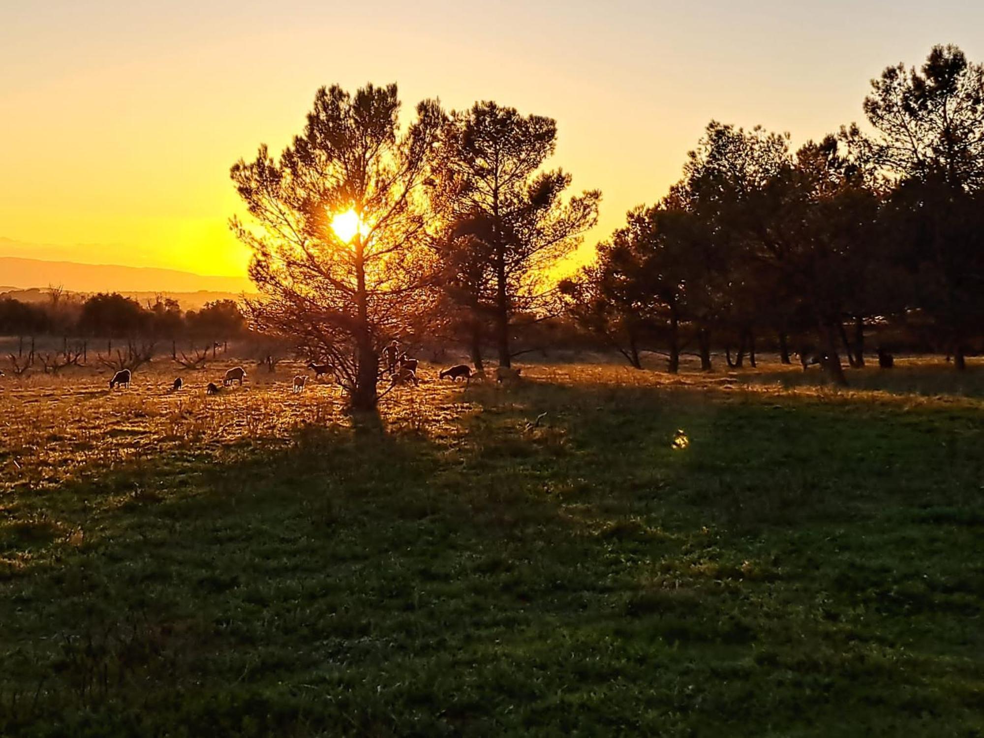 Domaine De La Matte Bed and Breakfast Conques-sur-Orbiel Buitenkant foto